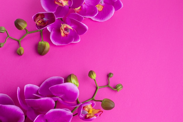 Flores da orquídea em um fundo de espaço de cópia violeta