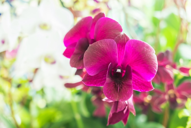 Foto grátis flores da orquídea