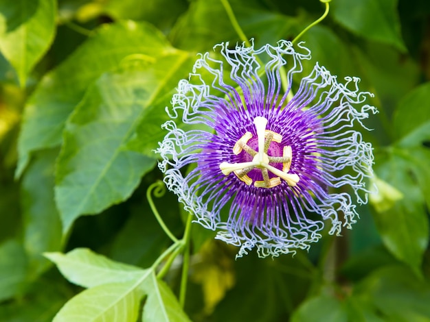 Flores da paixão ou videiras da paixão (Passiflora edulis)