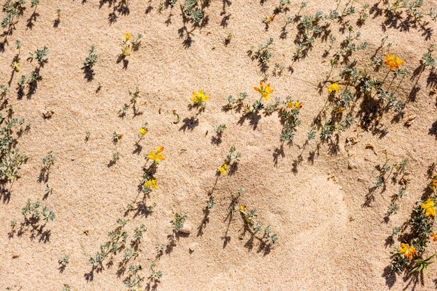 Flores da praia na areia