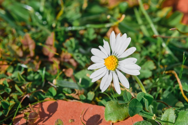 Flores da primavera nas montanhas olá primavera o início do fundo da temporada de caminhadas e viagens com protetor de tela natural do dia das mulheres flor da montanha