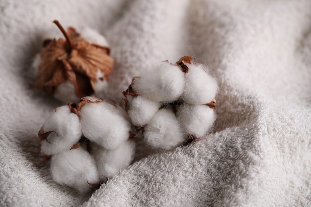 Foto grátis flores de algodão