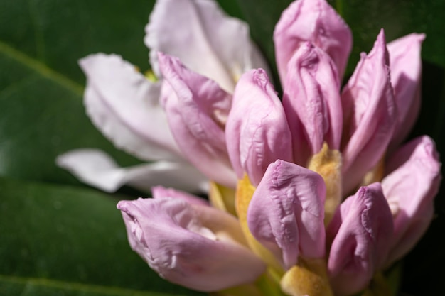 Flores de arbusto fechadas em um fundo desfocado