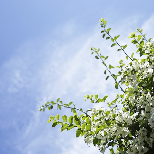 Flores de buganvílias brancas com céu azul copyspace