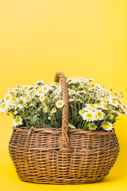 Flores de camomila no cesto em fundo amarelo