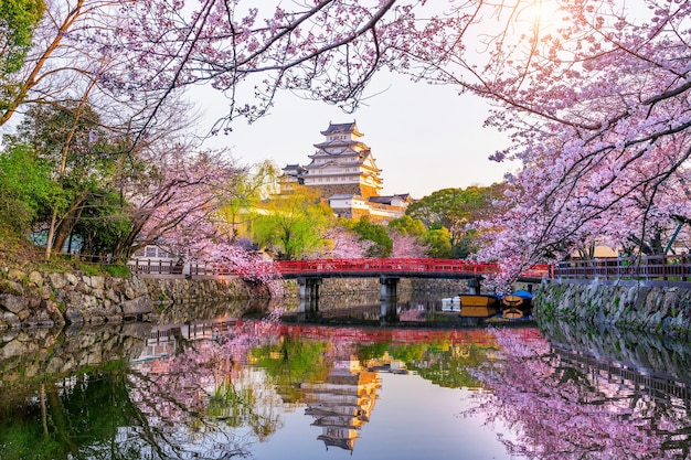 Flores de cerejeira e castelo em himeji, japão.