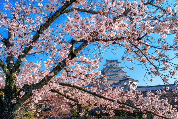 Flores de cerejeira e castelo em Himeji, Japão.