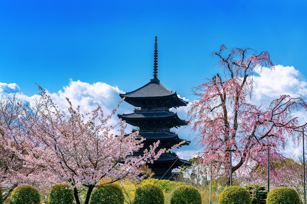 Flores de cerejeira e pagode na primavera, Kyoto no Japão.