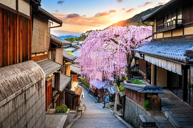 Flores de cerejeira na primavera no distrito histórico de Higashiyama, Kyoto, no Japão.