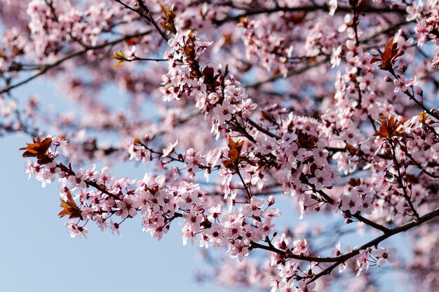 Flores de cerejeira rosa desabrochando em uma árvore com manchas na primavera