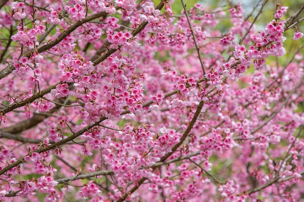 Flores de cerejeira rosa florescem na primavera.