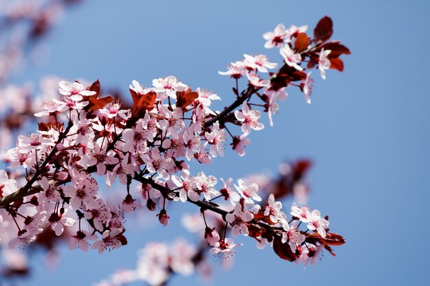 Flores de cerejeira rosa florescendo em uma árvore com fundo desfocado na primavera