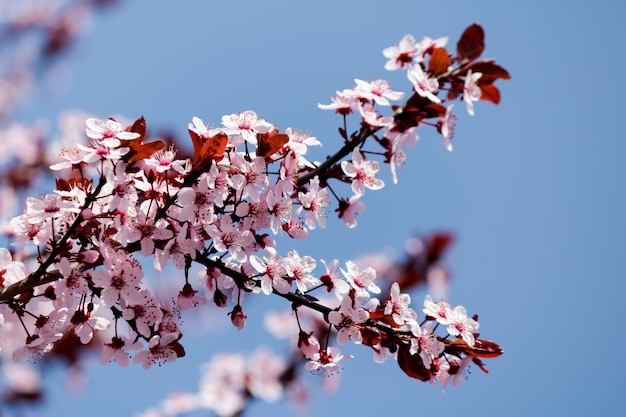 Flores de cerejeira rosa florescendo em uma árvore com fundo desfocado na primavera