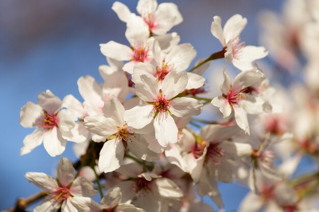 Flores de cerejeira rosa florescendo em uma árvore com fundo desfocado na primavera