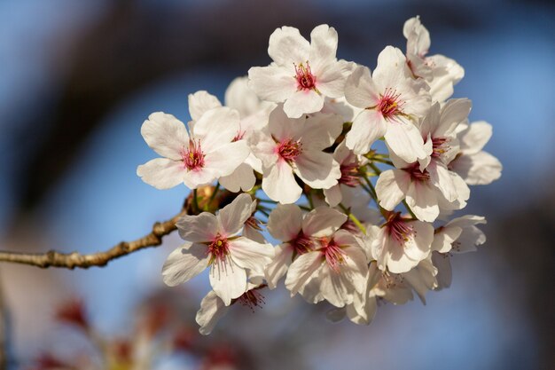 Flores de cerejeira rosa florescendo em uma árvore na primavera