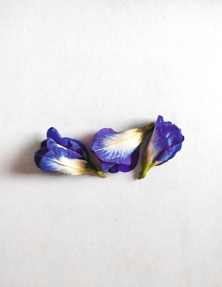 Foto grátis flores de ervilha de borboleta florescendo isoladas em um fundo branco com espaço livre para texto