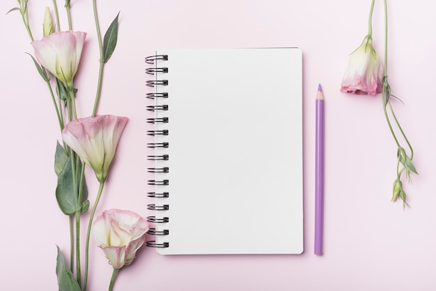 Flores de eustoma; caderno espiral em branco com lápis roxo no fundo rosa