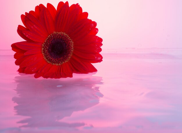 Flores de gerbera