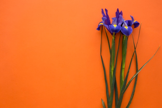 Flores de íris de primavera em fundo laranja