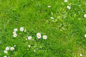 Foto grátis flores de margarida dos países baixos holanda