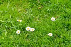 Foto grátis flores de margarida dos países baixos holanda