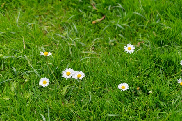 Flores de margarida dos países baixos holanda