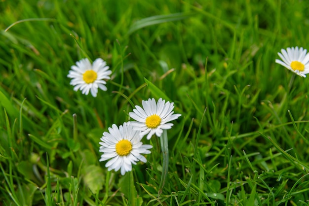 Foto grátis flores de margarida dos países baixos holanda