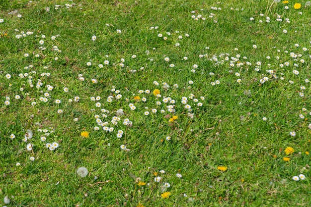 Foto grátis flores de margarida dos países baixos holanda