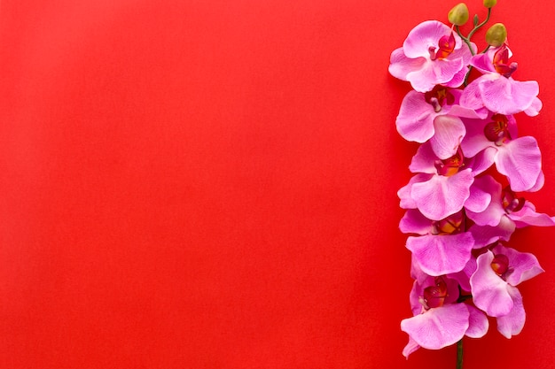 Flores de orquídea rosa frescas dispostas em pano de fundo vermelho