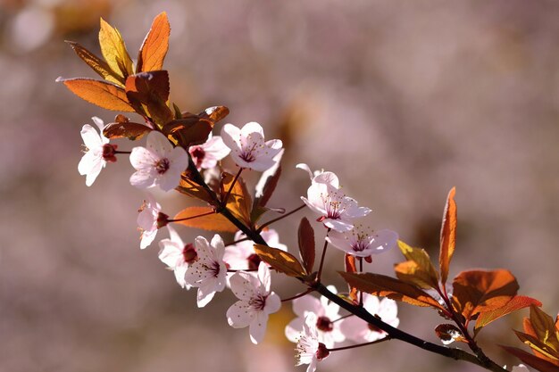 &quot;Flores de outono no ramo&quot;