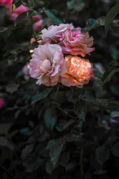 Foto grátis flores de pêssego delicadas no arbusto