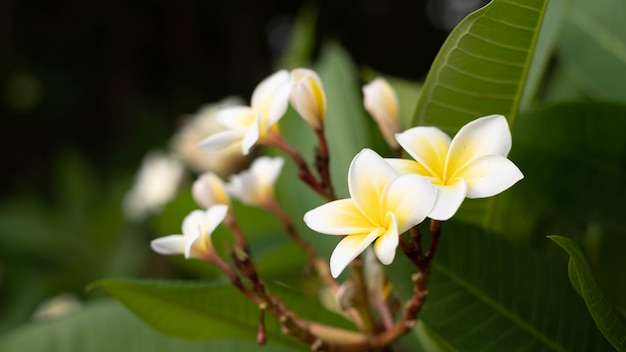 Flores de plumeria amarelas e brancas sob as folhas verde-escuras