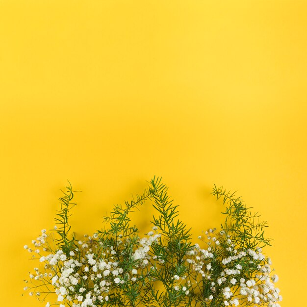 Flores de respiração do bebê e folhas contra fundo amarelo