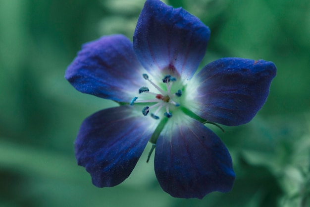 Flores de salsa de vaca que desabrocham ao ar livre