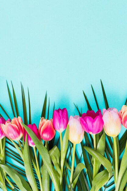 Flores de tulipa brilhante na mesa azul