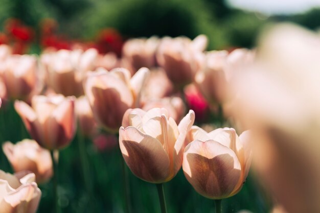 Flores de tulipa florescendo no jardim