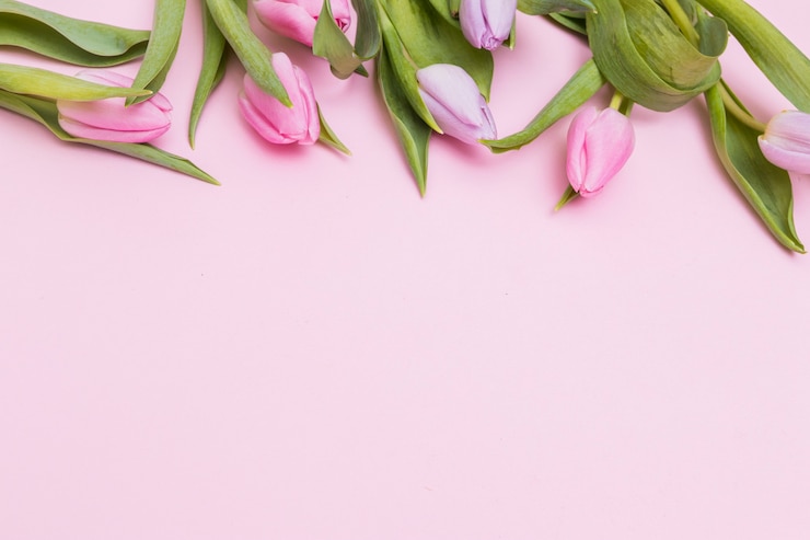 Foto grátis flores de tulipa rosa macia