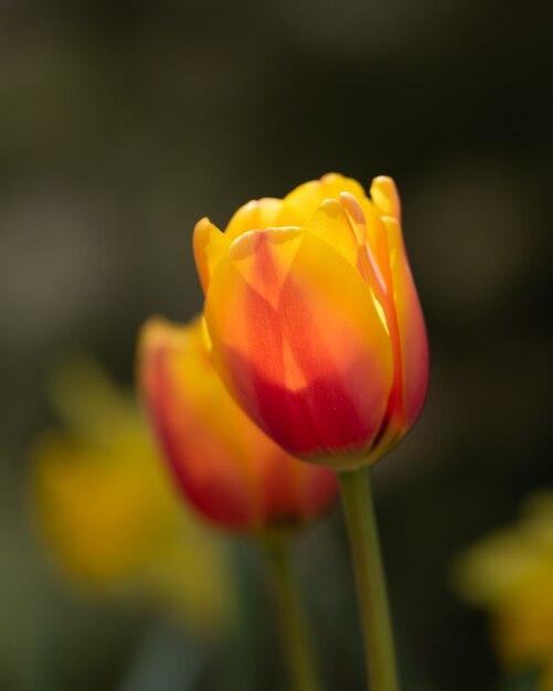 Flores de tulipas coloridas no campo