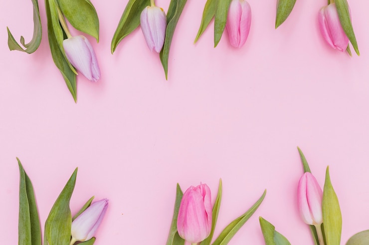 Foto grátis flores de tulipas roxas e cor-de-rosa