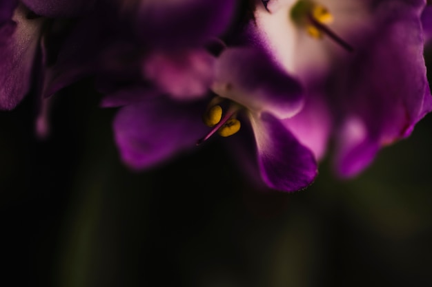 Flores de viola de close-up