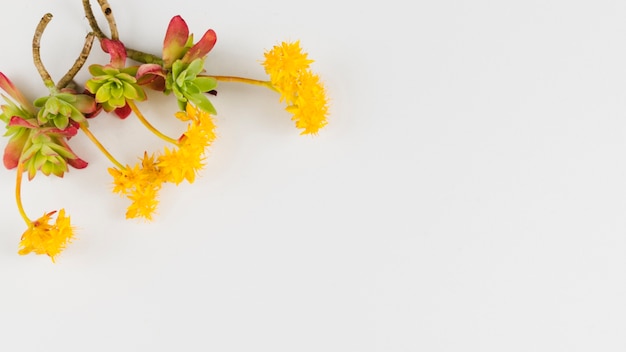 Foto grátis flores de vista superior com espaço de cópia