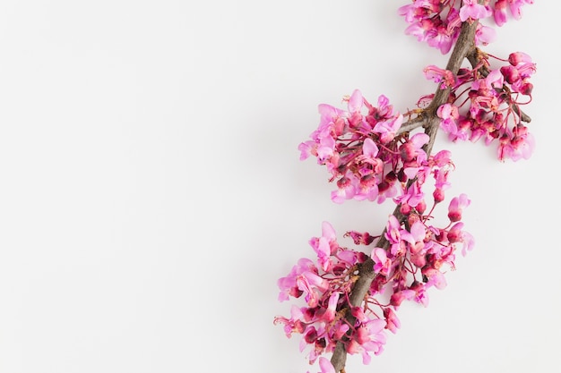 Foto grátis flores de vista superior com espaço de cópia