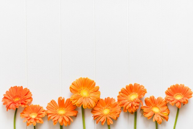 Flores decorativas coloridas daisy em um fundo