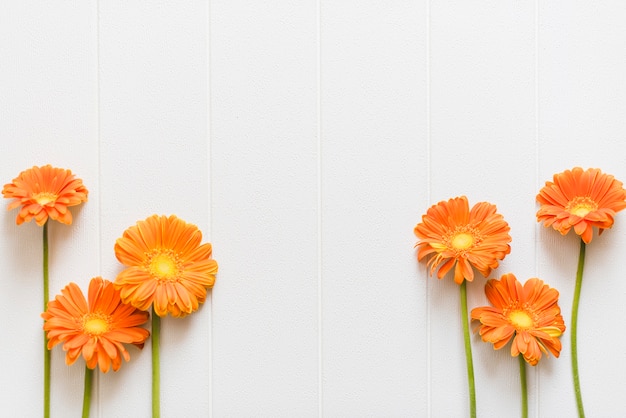 Flores decorativas coloridas daisy em um fundo