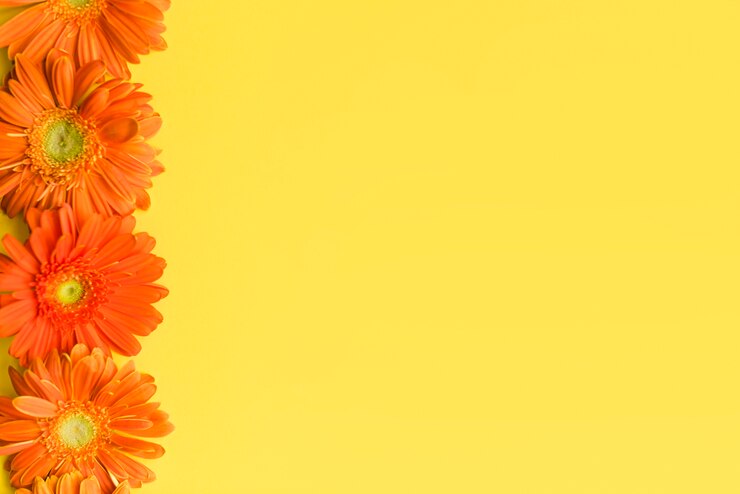 Foto grátis flores decorativas coloridas daisy em um fundo