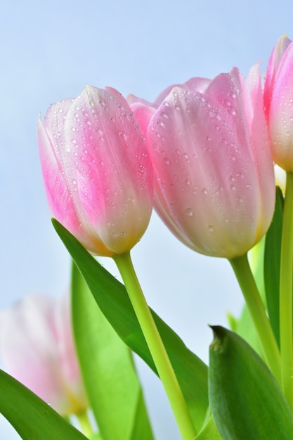 Flores delicadas bonitas da mola - tulipas cor-de-rosa. cores pastel e isolado em um fundo puro. cl