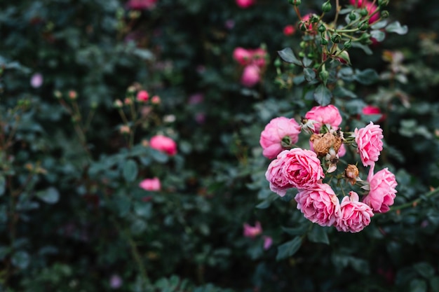 Flores desabrocham rosa peônia no jardim