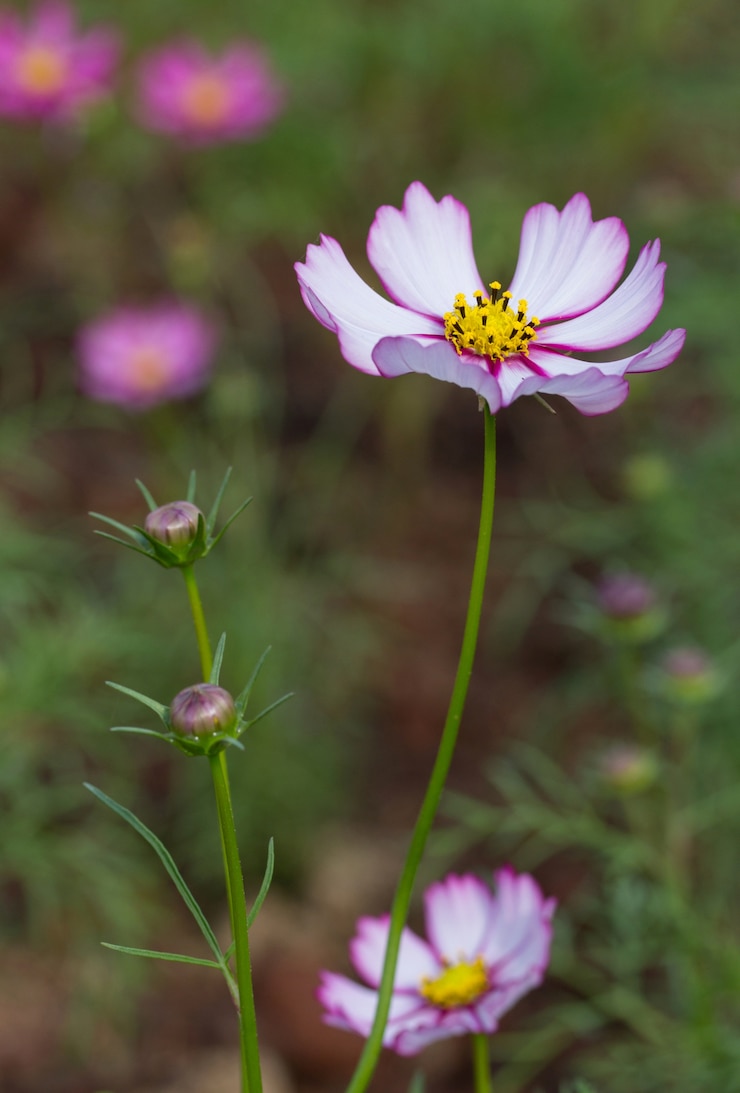 Foto grátis flores do cosmos