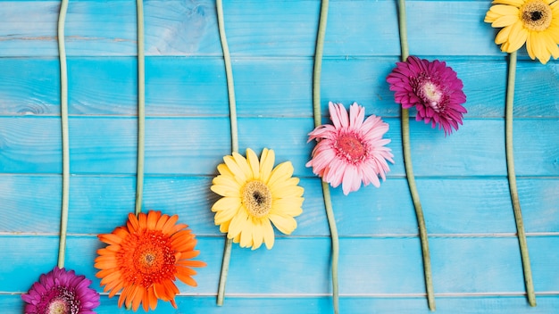 Flores e ramos em linha