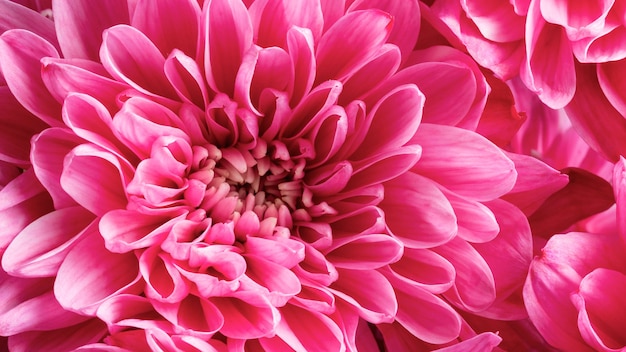 Flores em close-up com pétalas de rosa